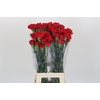 Dianthus St Don Pedro