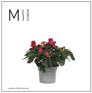 Mimesis Azalea - 9cm Rood