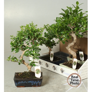 BONSAI GEM