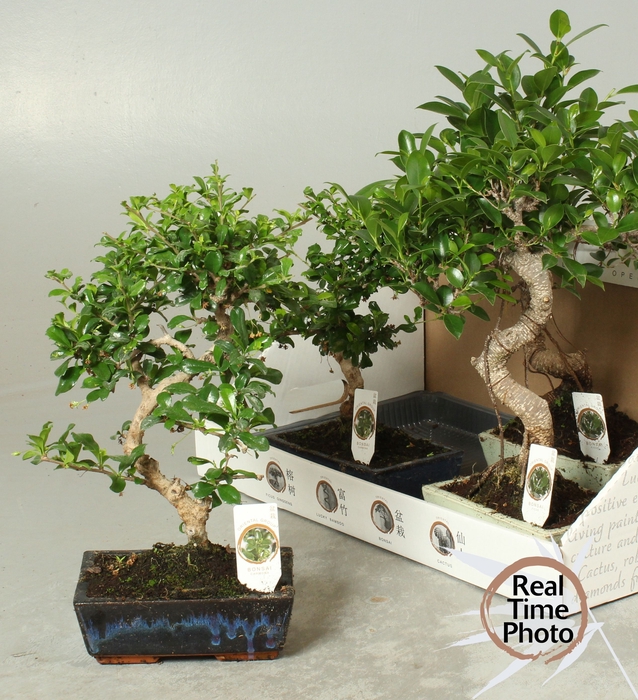 <h4>BONSAI GEM</h4>