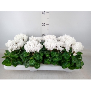 Cyclamen KL 'Compact'