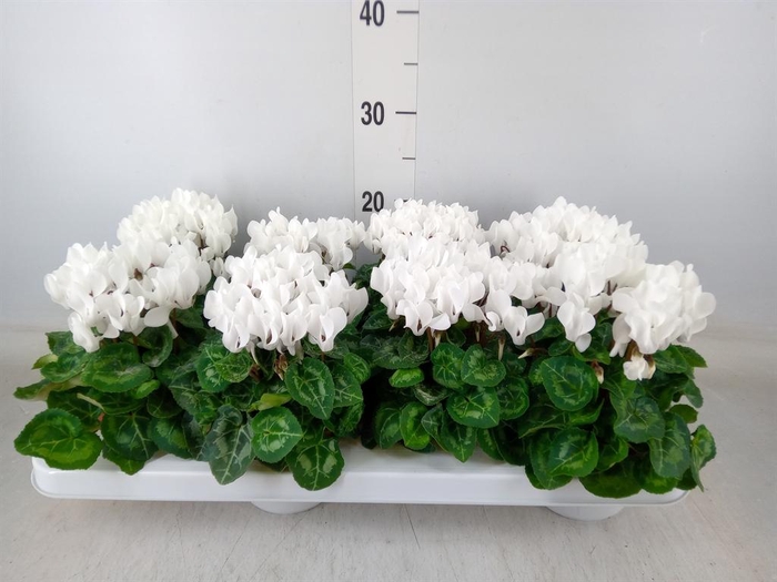 <h4>Cyclamen KL 'Compact'</h4>
