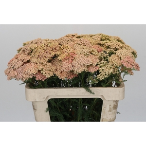 Achillea Millefolium Lachsschönheit