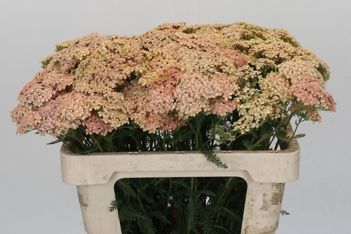 <h4>Achillea Millefolium Lachsschönheit</h4>