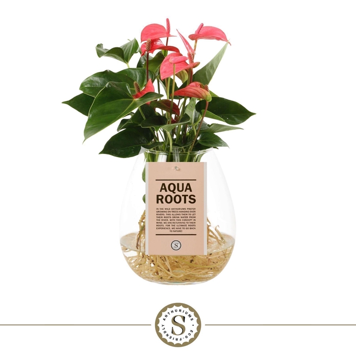 <h4>Aqua Roots Bowl Pink</h4>