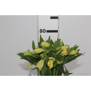 ALSTROEMERIA MELLOW YELLOW 080 CM