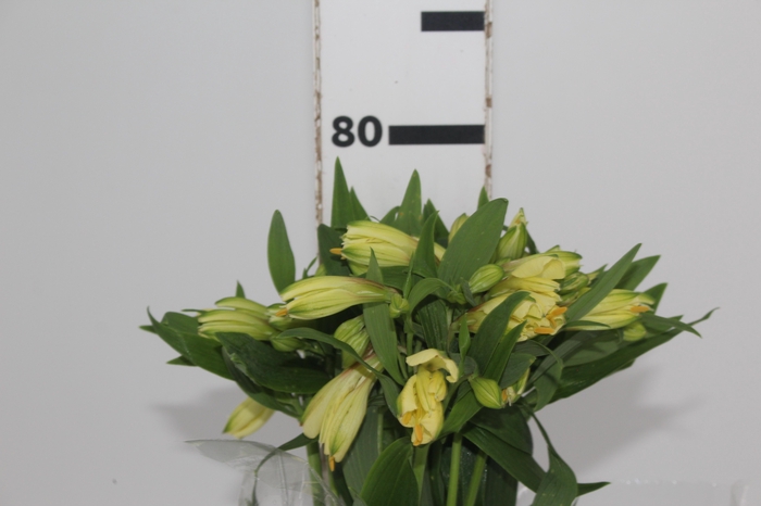 <h4>ALSTROEMERIA MELLOW YELLOW 080 CM</h4>