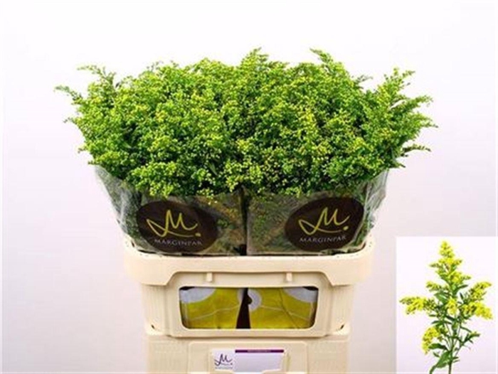 <h4>Soli Carzan Glory</h4>