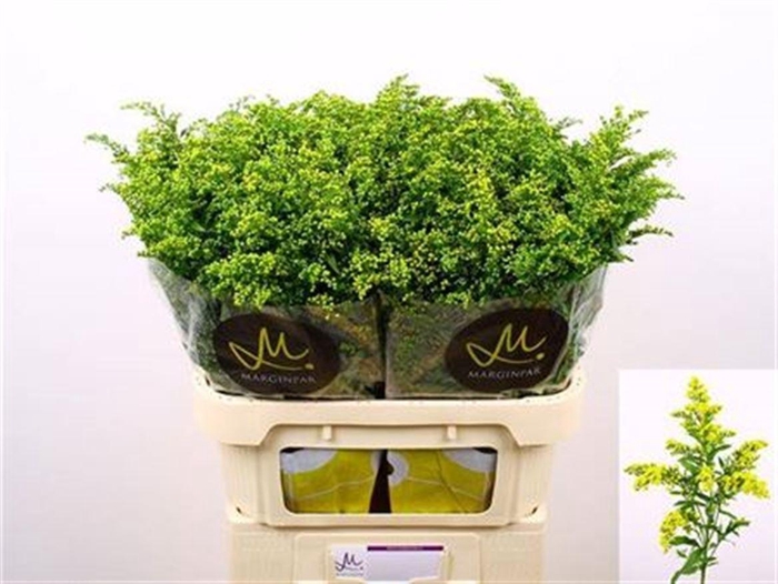 <h4>Soli Carzan Glory</h4>