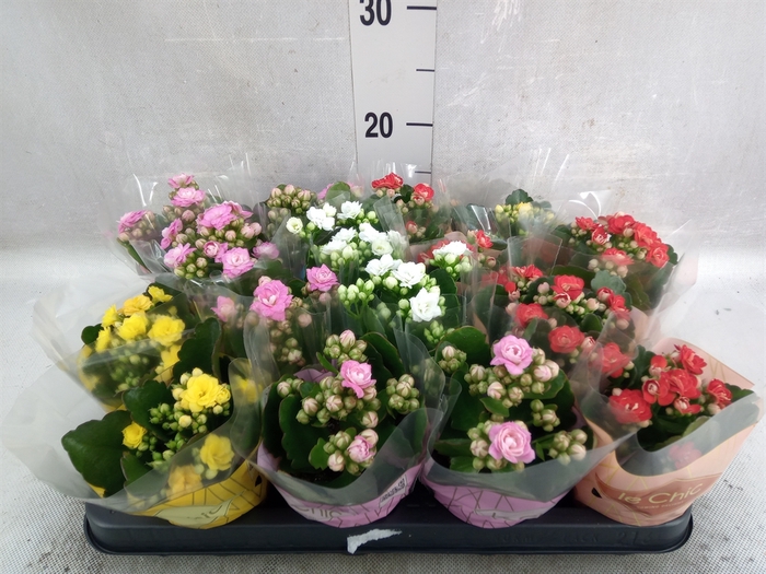 <h4>Kalanchoe blos.   ..rosebud mix GR</h4>