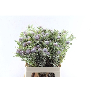 Kaaps Leucad Pubescens