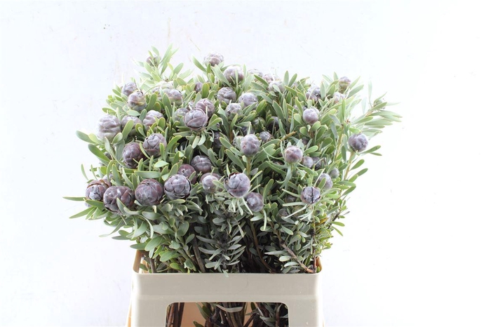 <h4>Kaaps Leucad Pubescens</h4>