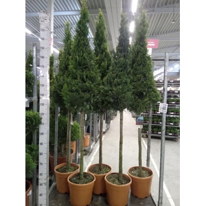 xCupressocyparis ley.   ...