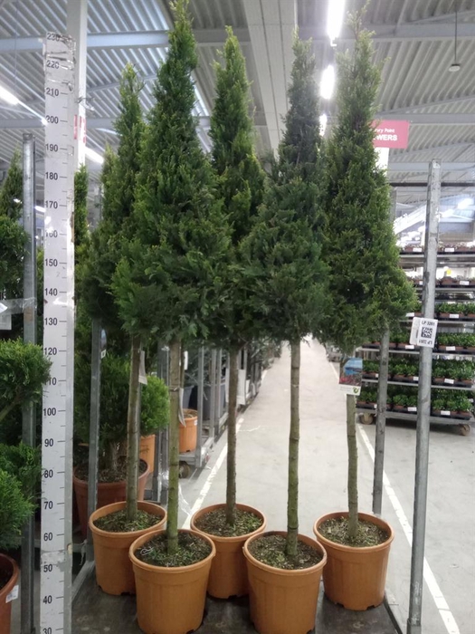 <h4>xCupressocyparis ley.   ...</h4>