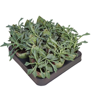 Senecio Cuneatus Potcover