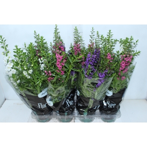 ANGELONIA P14 VARIADO