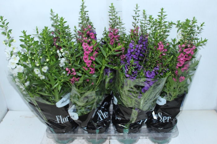 ANGELONIA P14 VARIADO