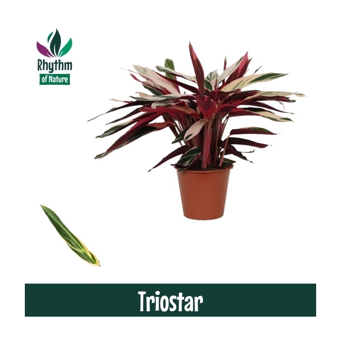 <h4>Calathea 19cm Triostar Rhythm of Nature (Stromanthe)</h4>