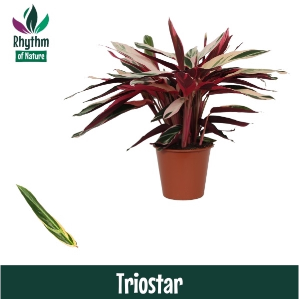 Calathea 19cm Triostar Rhythm of Nature (Stromanthe)