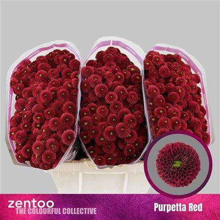 <h4>Chr S Aaa Purpetta Red</h4>