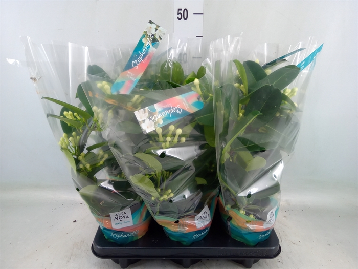 <h4>Stephanotis floribunda   ...</h4>