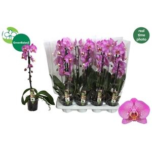 PHAL EL CASCADE