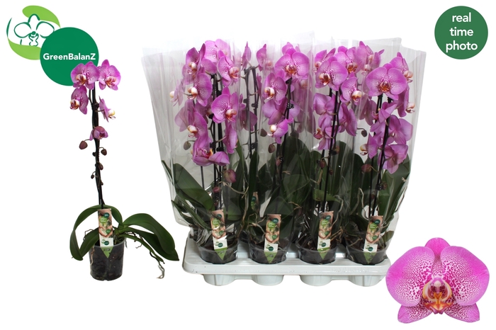 <h4>PHAL EL CASCADE</h4>