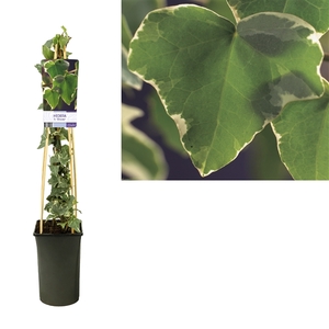 Hedera h. 'Glacier' +light label