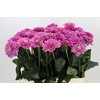 Dahlia Annamarie