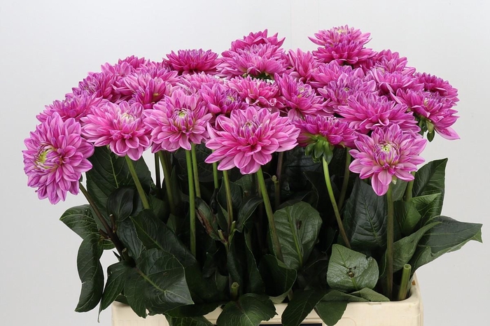 Dahlia Annamarie
