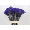 Agapanthus Dark Ocean