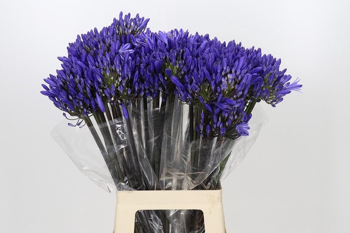 Agapanthus Dark Ocean