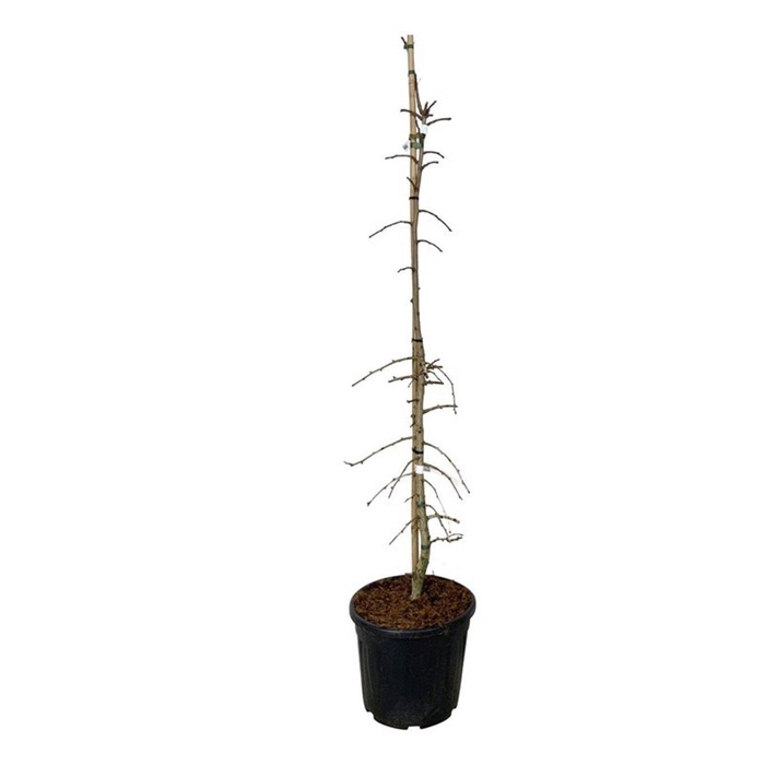 <h4>Ginkgo bil. 'China Pendula'</h4>
