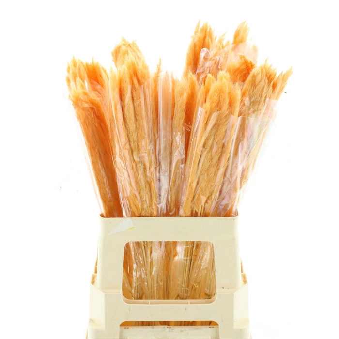 <h4>Dried Pampas Fluffy Oranje</h4>