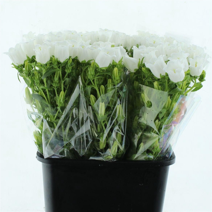 <h4>Campanula Med Champion White</h4>