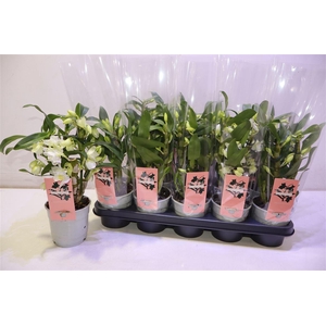 arr8 Dendr N Sc Apollon