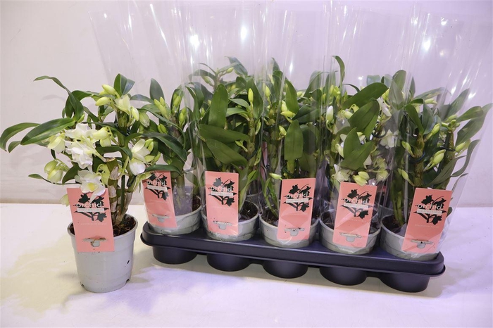 <h4>arr8 Dendr N Sc Apollon</h4>