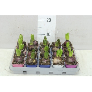 Hyacinthus Gemengd 1pp