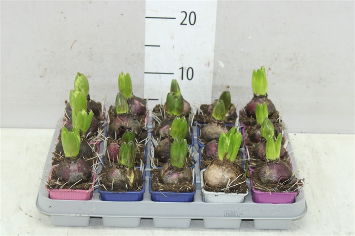 <h4>Hyacinthus Gemengd 1pp</h4>