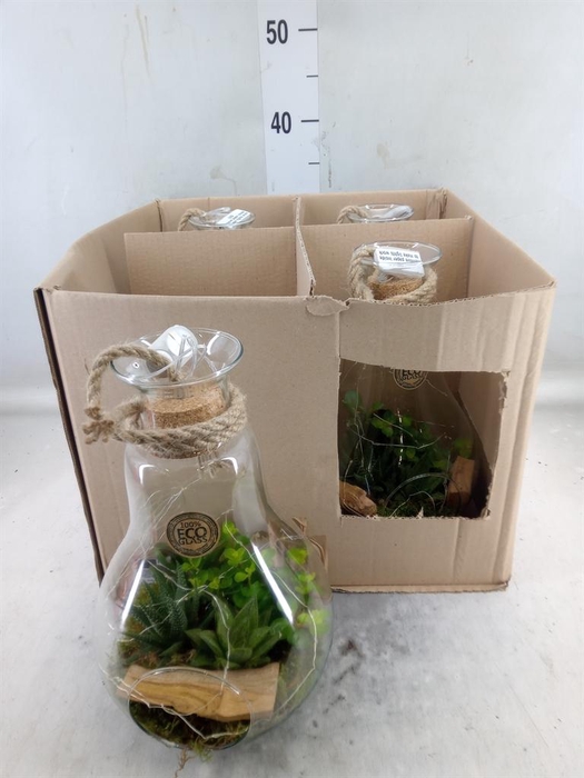 <h4>Arr.   Kamerplant Groen H%</h4>