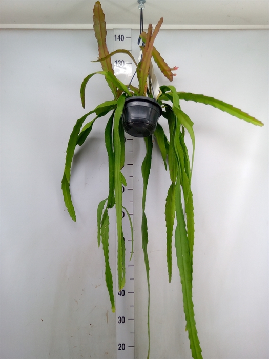 <h4>Epiphyllum   ...</h4>