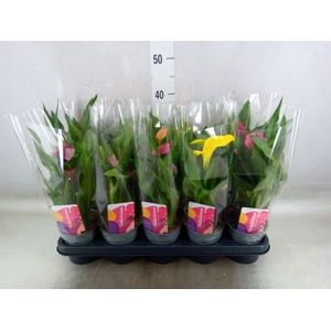 Zantedeschia   ...mix