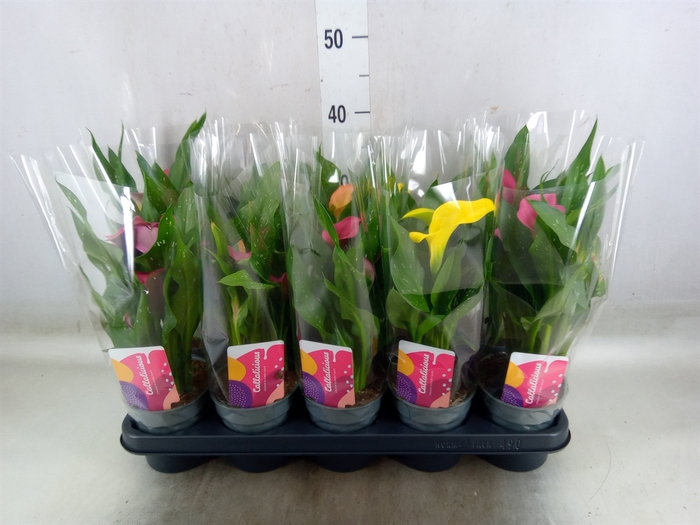 <h4>Zantedeschia   ...mix</h4>