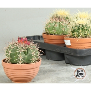 CACTUS OV