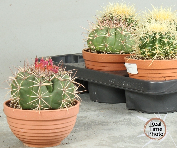 <h4>CACTUS OV</h4>