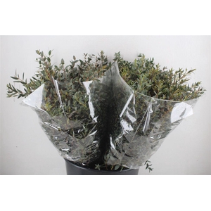 Euca Parvifolia Short 150gr P Bunch