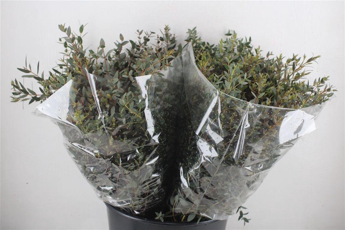 <h4>Euca Parvifolia Short 150gr P Bunch</h4>