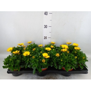 Osteospermum  'Sunny Asti'