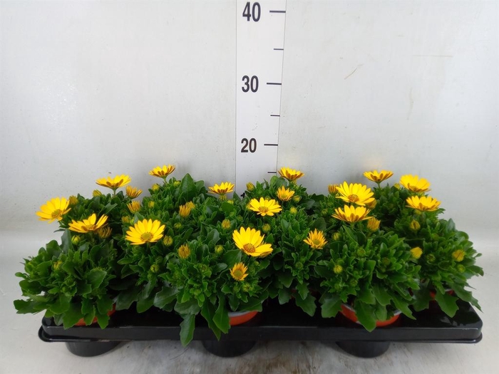 <h4>Osteospermum  'Sunny Asti'</h4>