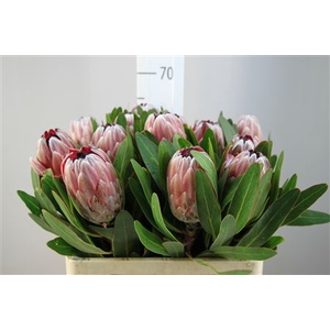 Protea Penny Pink